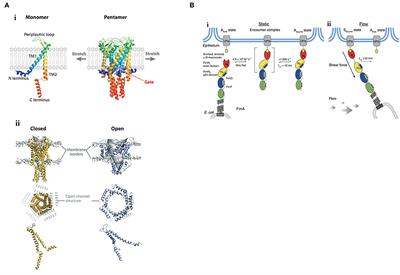 How Can a Histidine Kinase Respond to Mechanical Stress?